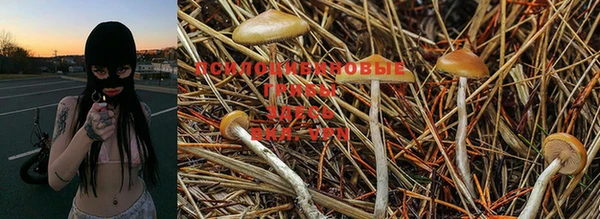 PSILOCYBIN Каменск-Шахтинский